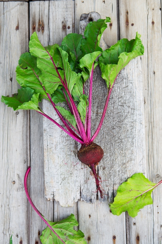 收成沙拉新鲜的甜菜根木板上有叶子健康食物生菜红有机蜜蜂灰色生菜绿活概念有机食物木制的图片