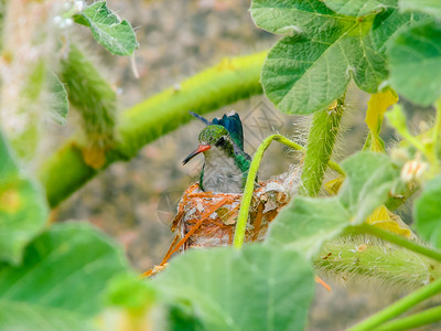 蜂鸟巢中的小鸡白色自然伯南布哥夏天高清图片素材
