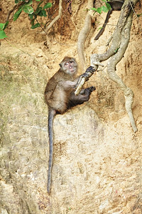 野生动物猴子哺乳动物高清图片素材