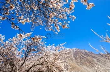 秋天巴基斯坦北部地区Hunza山谷美丽的风景和阿普里科特花爬坡道热带图片