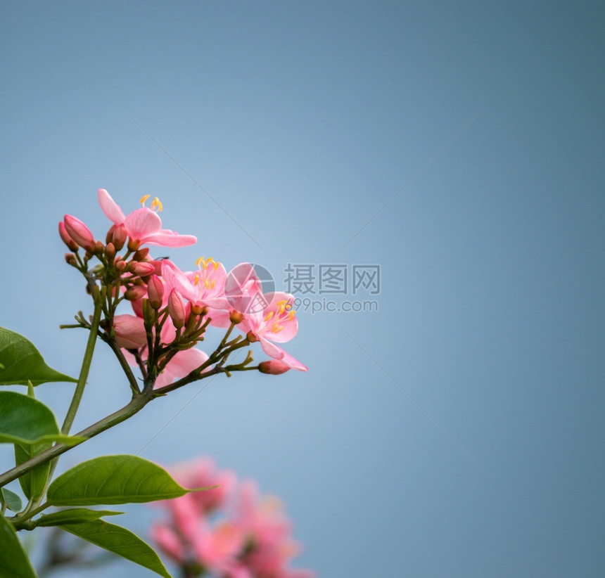 一群粉红色糊面彩野生花朵对抗中立的负空间墙纸叶子中图片