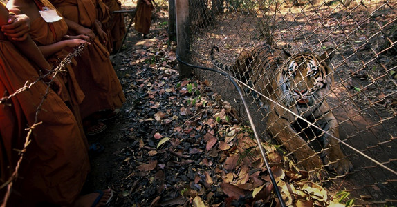危险团体一群佛教新僧侣在露天动物园的笼子里看着印度支那虎子可怕图片