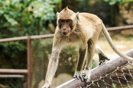 世界一只猕猴正在吃食物它有棕色的头发朝上公园猿喂养高清图片素材