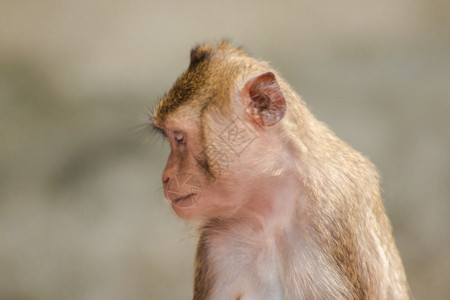 母亲棕色的头发朝上指着拥有猴贼高清图片素材