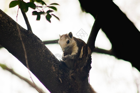 吃松鼠在树枝上是小型哺乳动物全身有毛皮生物红色的图片