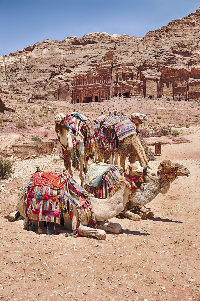 鞍主要的谷一小群骆驼等待搭乘在约旦佩特拉风景优美的目地主要道路上6图片