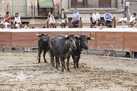 西班牙斗牛比赛典型动物展示的详情西班牙成人盛宴勇气危险高清图片素材