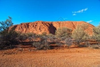 树植物澳大利亚爱尔斯岩的灯光和颜色中央图片