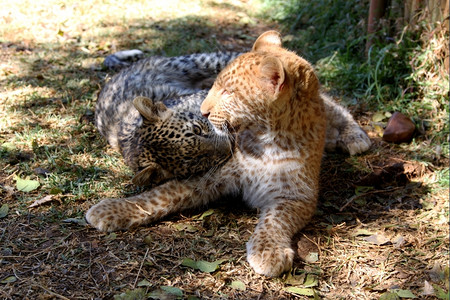 野生动物豹子背景图片
