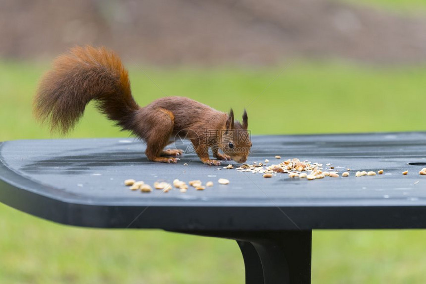 夏天红松鼠寻找种子和其他食物在花园桌上找到生红松鼠寻找食物生尾巴图片