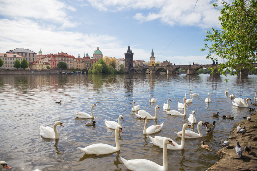 最多天线捷克布拉格市老查尔斯桥和Charles桥和Vltava河建筑上面有天鹅2019年4月6日旅行照片城市景观图片
