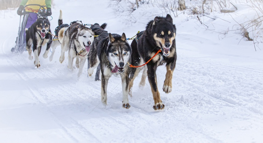 运输穆舍人躲在雪橇后面上跑狗比赛在冬季下雪小狗朋友图片