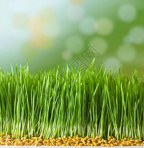 草本植物药中幼小麦的热量栽培叶子谷物高清图片素材