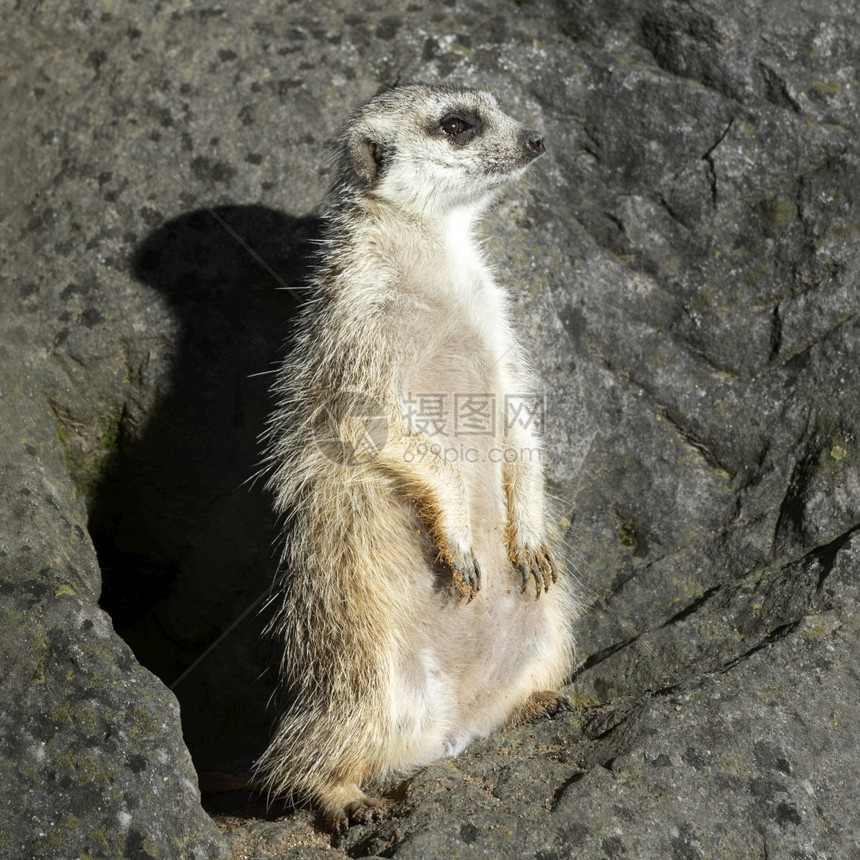 动物园空地中的滑稽猫鼬庄园肖像或suricate是属于猫鼬家族Meerkat的小型食肉动物特写散景有趣的自然图片