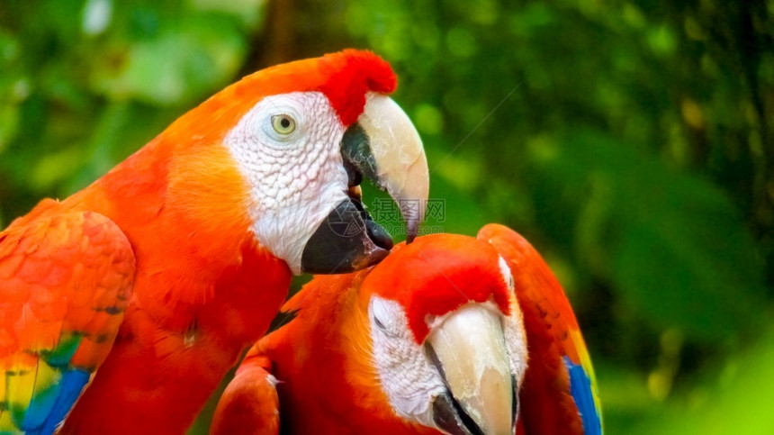 濒危在墨西哥的一家分行上沾满了多彩色的金刚鹦鹉宠物栖息图片