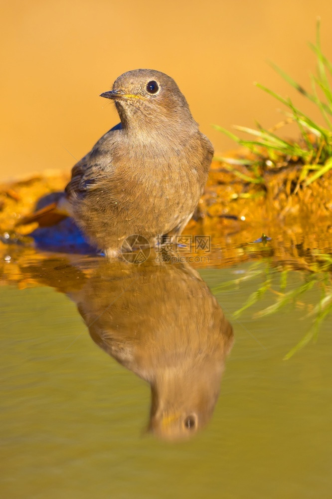 凤凰雌黑红尾鸲Phoenicurusochruros森林池塘地中海森林卡斯蒂利亚和莱昂西班牙欧洲赭色肖像图片