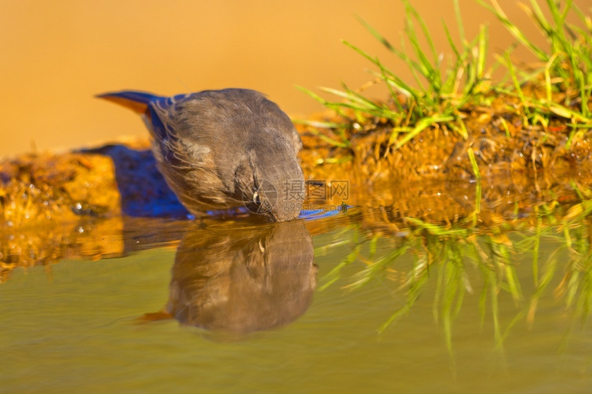 雀形目雌黑红尾鸲Phoenicurusochruros森林池塘西班牙森林卡斯蒂利亚和莱昂西班牙欧洲生物学避难所图片