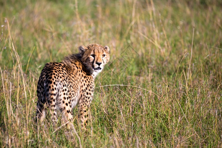 大草原上的猎豹桑布鲁高清图片素材