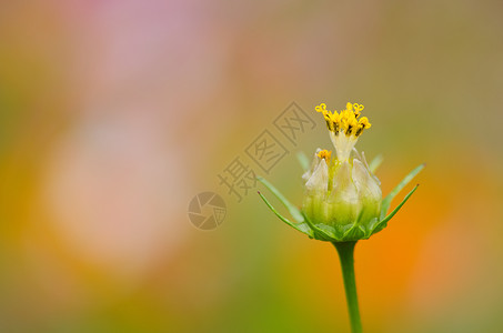 枯萎装饰风格紧靠一朵破碎的宇宙花两边美丽高清图片