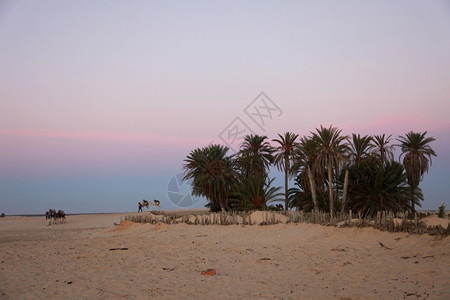撒哈拉沙漠的早晨灰尘无水绿洲图片