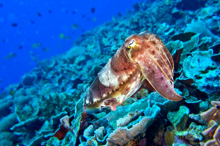 临海美丽水肺鱼Sepiasp珊瑚礁Lembeh北苏拉威西印度尼亚洲背景图片