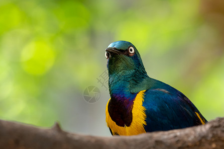 丽星邮轮八哥莫桑比克金的绿色森林中美丽的闪亮鸟儿绿树枝上坐着的光泽星玲绿林中的美丽闪亮鸟背景