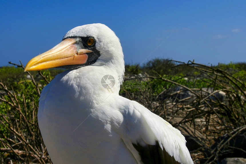 肖像生态岛屿NazcaBoobySulaagranti加拉帕戈斯群岛公园教科文组织世界遗产址厄瓜多尔太平洋图片