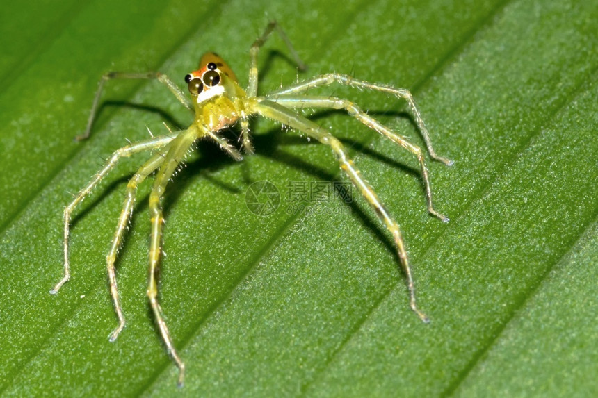 动物学腿跳蜘蛛热带雨林MarinoBallena公园UvitadeOsaPuntarenas哥斯达黎加中美洲小动物图片