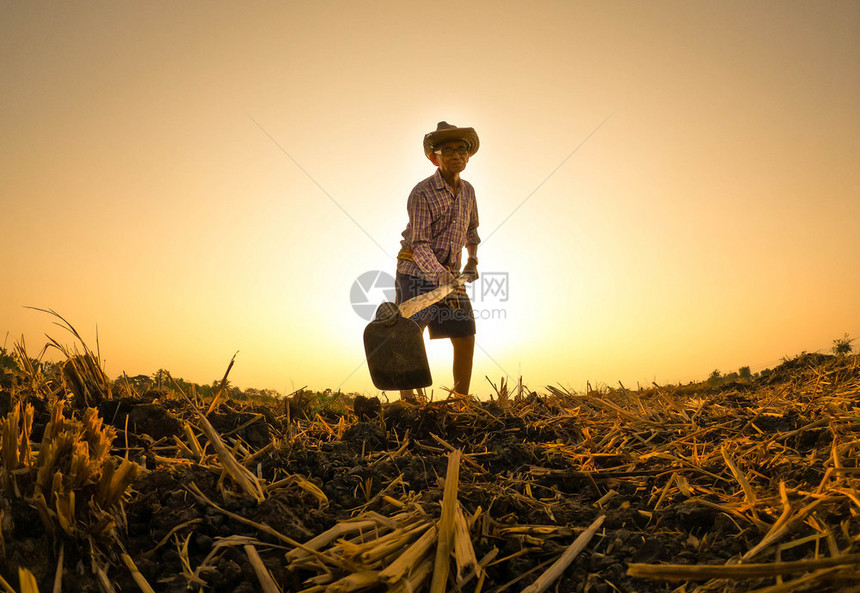 亚洲年长的农民铲土为作准备在日落背景下耕种植男人为了图片