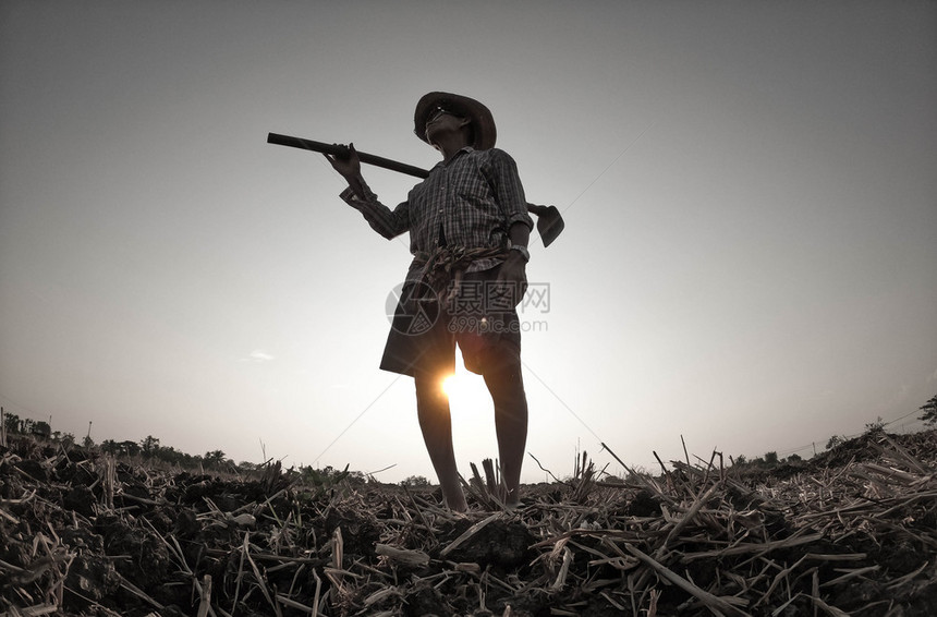 携带晚上亚洲年长的农民铲土为作准备在日落背景下耕种出图片