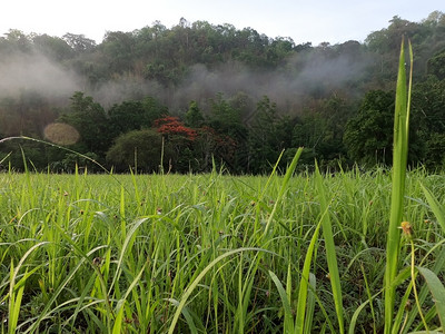 上午在山地和草原上绿色岩石场地图片