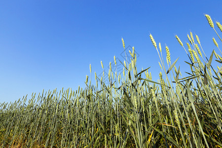 面包原油收成照片于夏季在农业田地拍摄时紧闭了蓝天的深处其背景不成熟的绿色草原上有一片蓝色天空农艺学高清图片素材