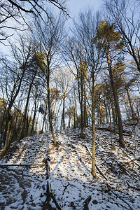 冬季无树叶生长在森林中冬季没有树叶的枯在阳光明媚的一天拍摄山地上布满雪堤冬季树木变低降雪落叶分支闪亮的高清图片素材