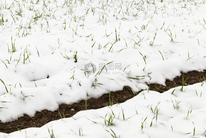 新的排寒冷在风云多天气田地最后一场雪被覆盖的绿色小麦在冬季发芽中喷近距离拍摄了雪中田间小麦芽的浅深度图片