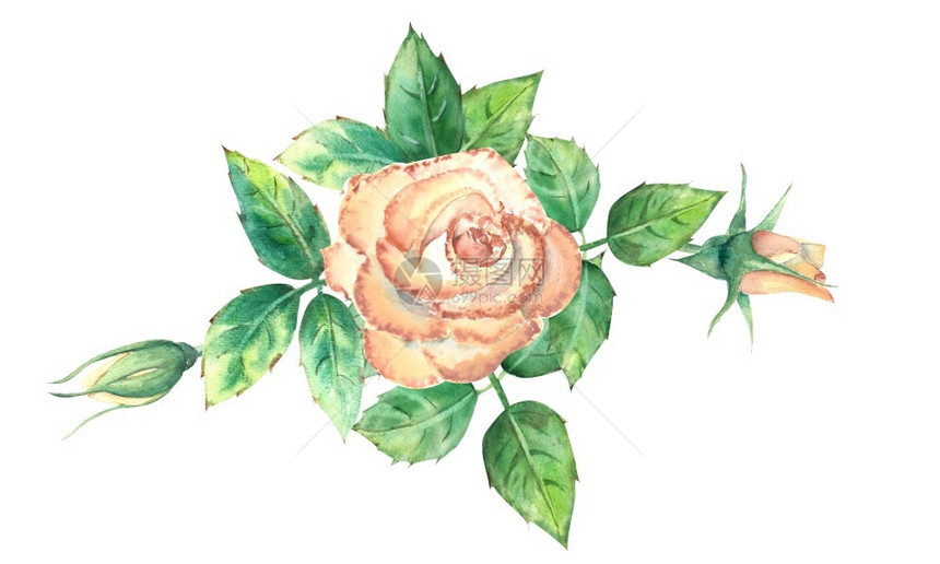 花朵绿叶开和闭花团用于贺卡或请柬水彩色插图桃子玫瑰开和闭花团牌或请礼团圈或者美丽颜色图片