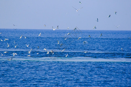翅膀许多海鸥在中飞翔并食用鱼类海鸥或潜水到中捕捞鱼群含层抓住图片