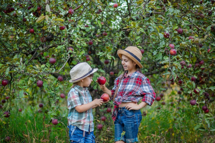 人们夏天一男女参与秋天苹果收获一位兄弟姊妹在花园里用红苹果画出一个有红苹果的兄妹肖像一个男孩和女参与了秋天苹果收获卫生保健图片