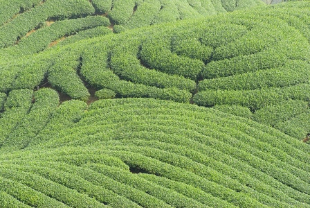 宁静风景爬坡道复杂的地形充满茶叶树图片
