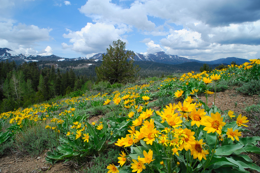蓝色的自然黄花覆盖春天的山坡雪覆盖着本底背景的山峰在克里弗尼亚山脉的顶上青春时在山根里秋天图片