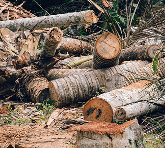 森林全球的为原木和材砍伐可贵的椰子树人类对母自然概念造成破坏灾难图片