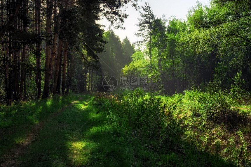 旅行水平的清晨绿林一条路在阳光之下的青林中夏日之森图片