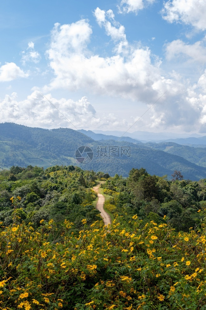 风景位于泰国北部高山顶峰的墨西哥向日葵树大马龙的景点该山峰位于泰国北部绿色植物图片