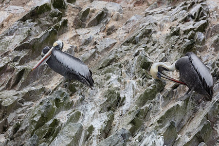 旅行记录巴列斯塔群岛一个充满鸟类和企鹅的保护区生产瓜诺美国人背景图片