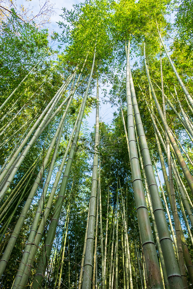 旅行假期亚洲ArashiyamaBambooGrove或SaganoBampoo森林是亚山的天然竹木日本京都旅游景点广受欢迎的地图片
