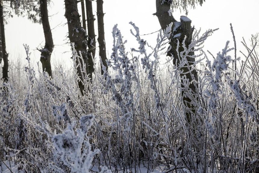 积满雪的芦苇图片