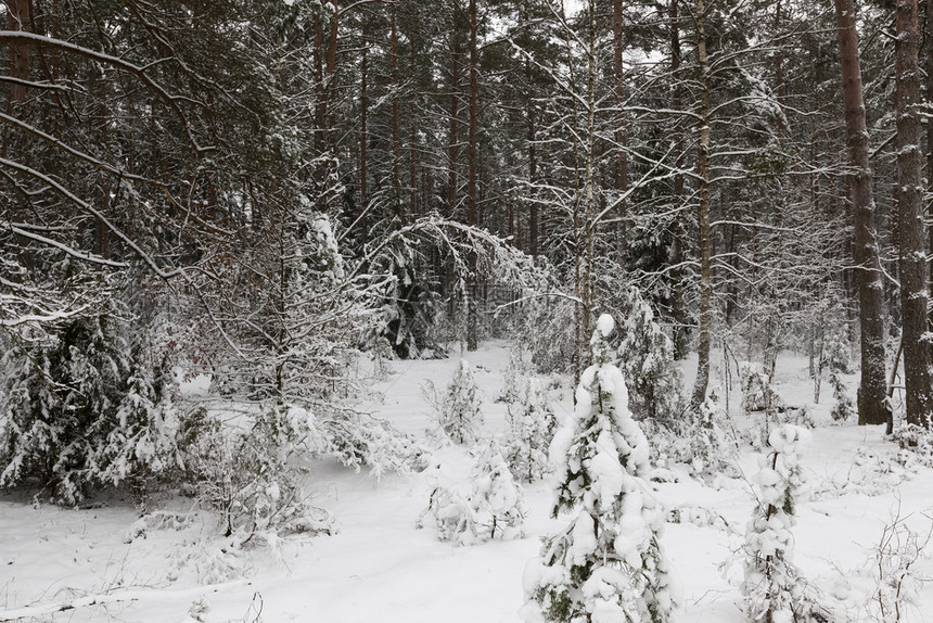 安静寒冷的新冬季森林和公园中种植树木冬季的天所有一切都覆盖着雪冰霜多云的白日寒冬风景雪瀑布图片