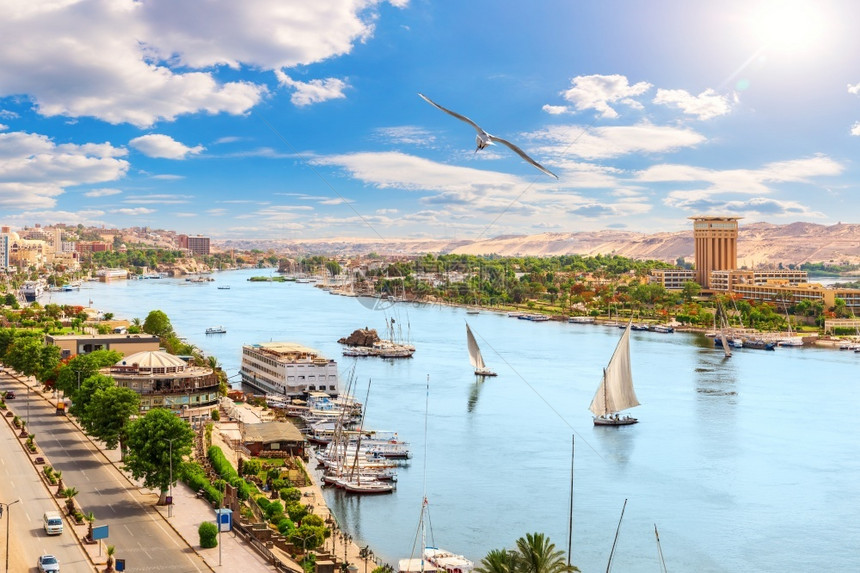 风景优美水池埃及尼罗河Nile全景棕榈图片