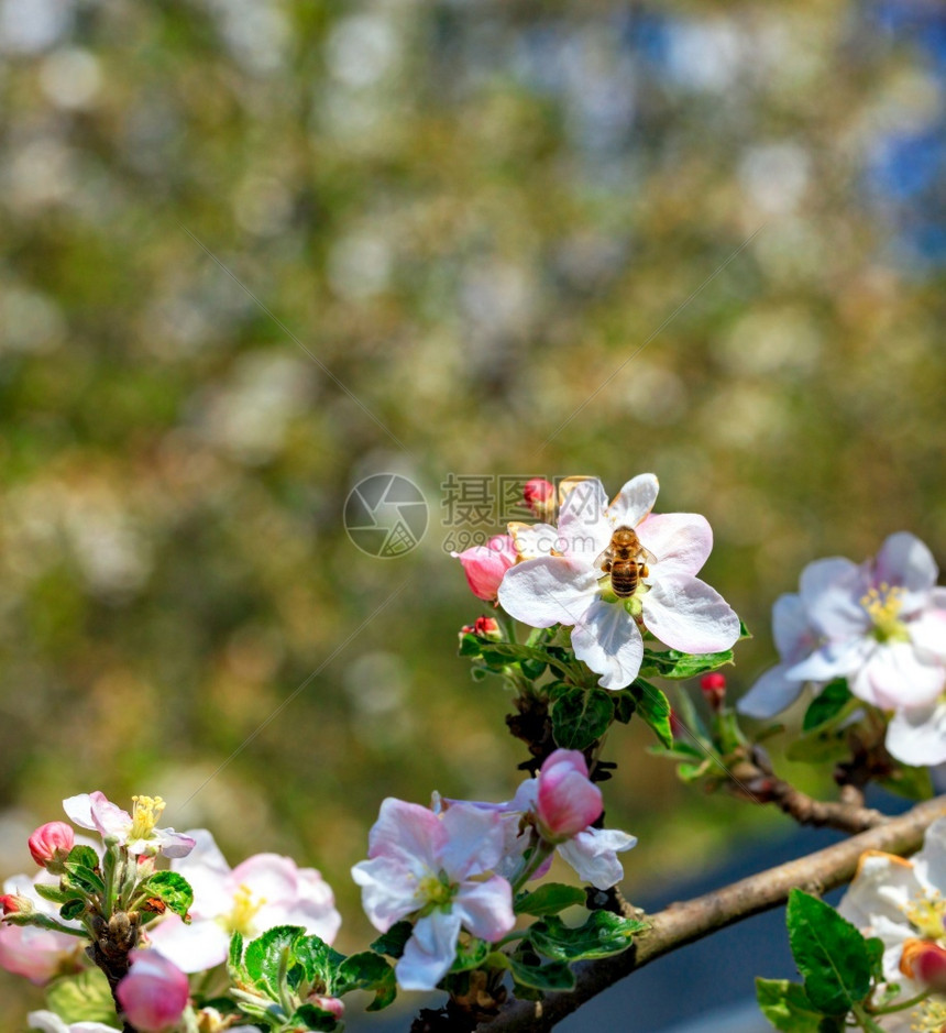一只辛勤工作的蜜蜂授粉一棵苹果树的花朵并收集阳光中的花蜜和粉其背景是明亮的春天花园开紧闭起来一只蜜蜂授粉给收集花蜜和粉的苹果树可图片