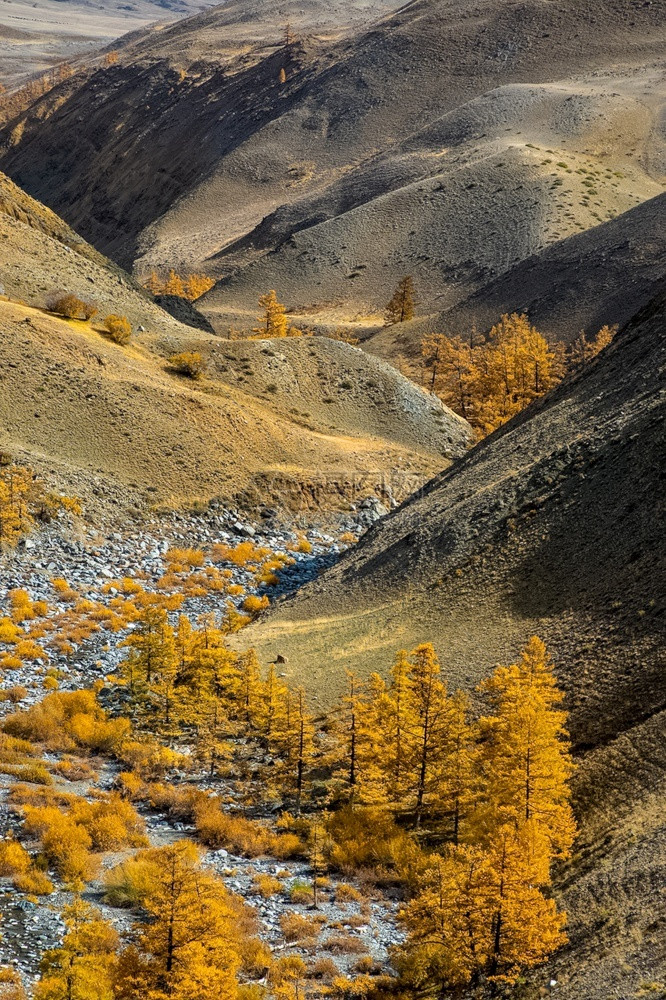 沟壑沙夫洛如画阿尔泰山和间峡谷的自然景观图片