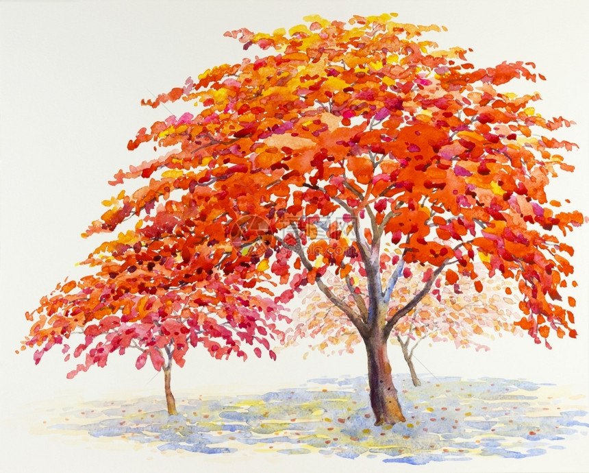 孔雀花和白背景红色橙彩的原始风景绘画白色的生日树木图片
